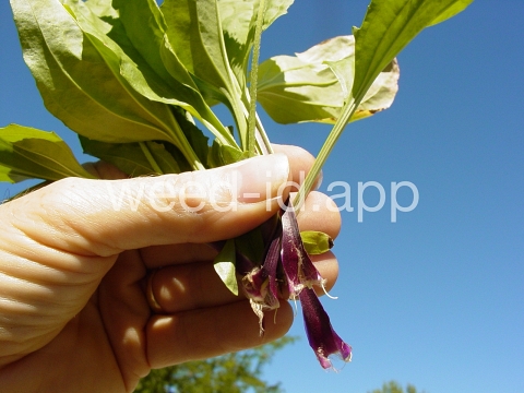plantain, blackseed
